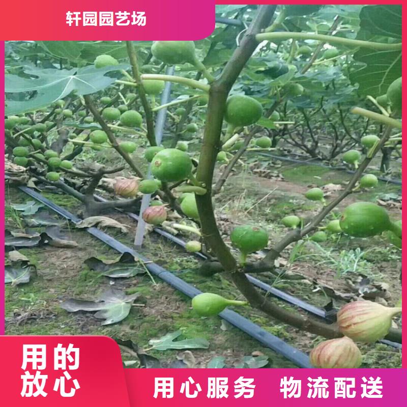 无花果苹果苗品质好才是硬道理