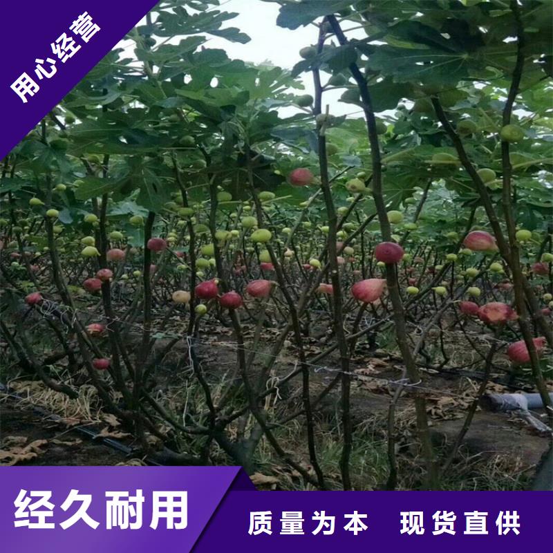 【无花果樱桃苗厂家直销】