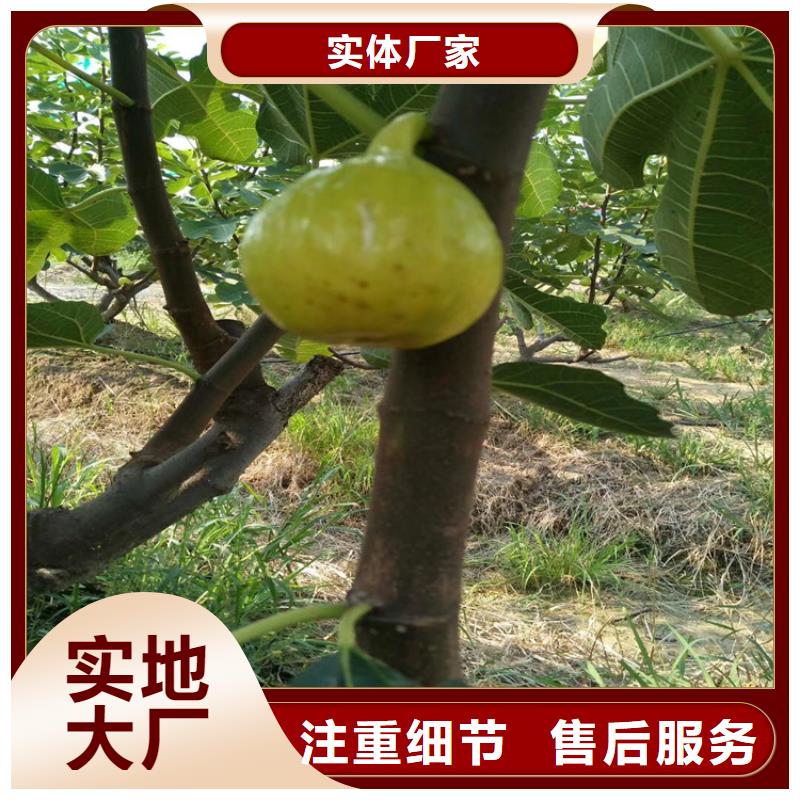 无花果杏树苗生产加工