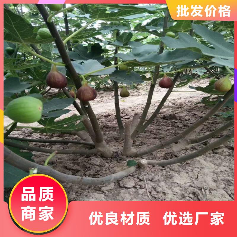 无花果樱桃苗来图定制量大从优