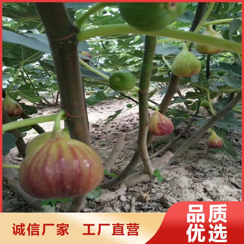 无花果【【蓝莓苗】】标准工艺