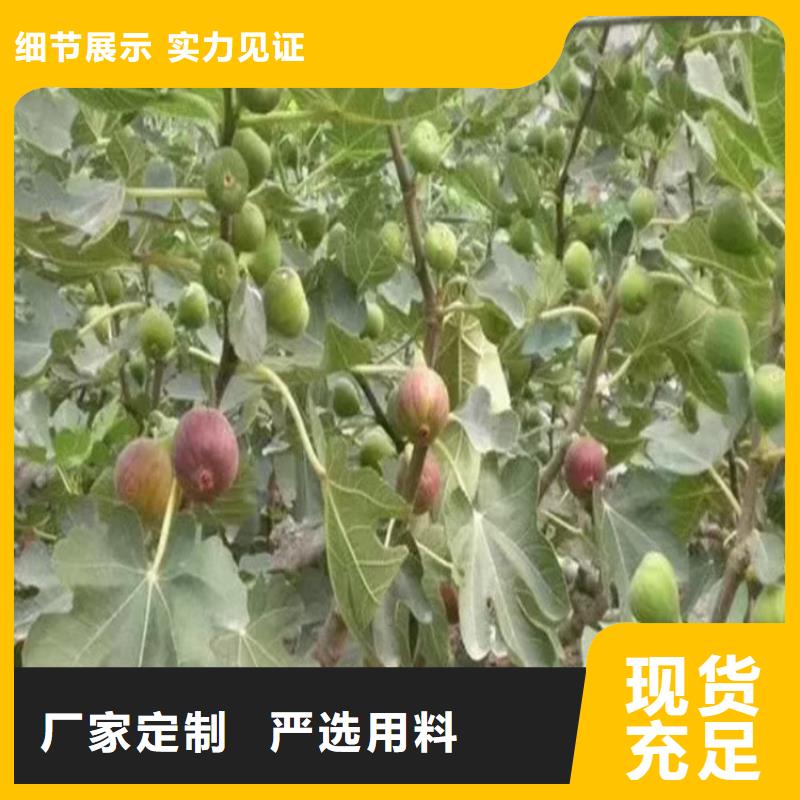 无花果-苹果苗设备齐全支持定制