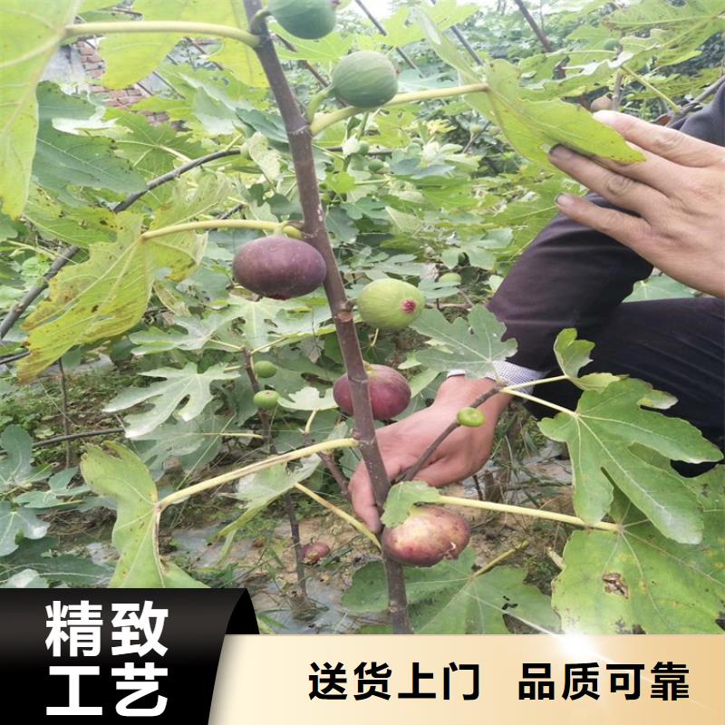 无花果杏树苗生产加工