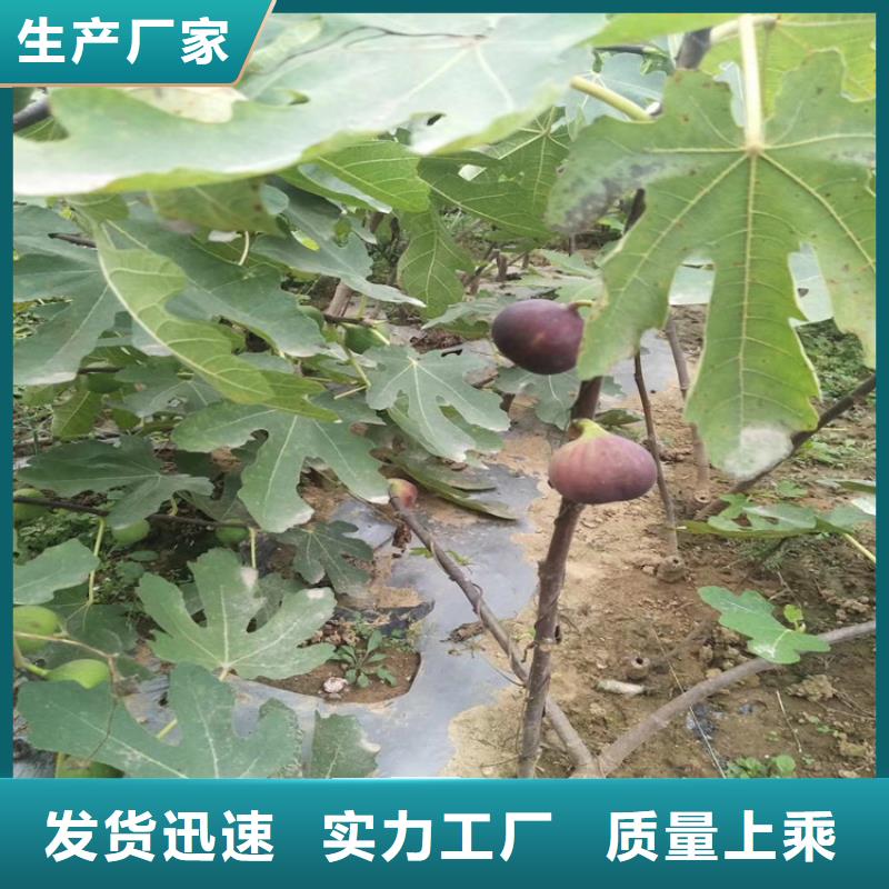 【无花果】石榴树敢与同行比质量