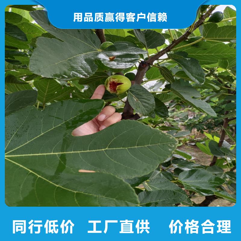 无花果樱桃苗来图定制量大从优