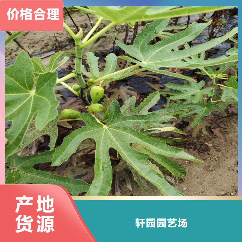 【无花果,蓝莓苗质量牢靠】