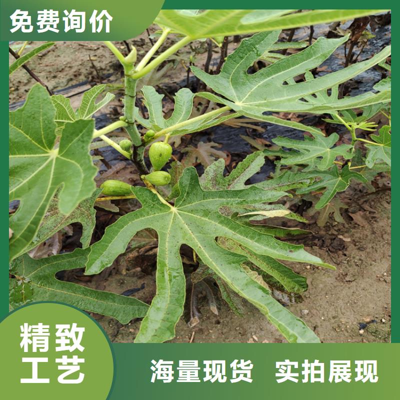 无花果梨树苗多年厂家可靠