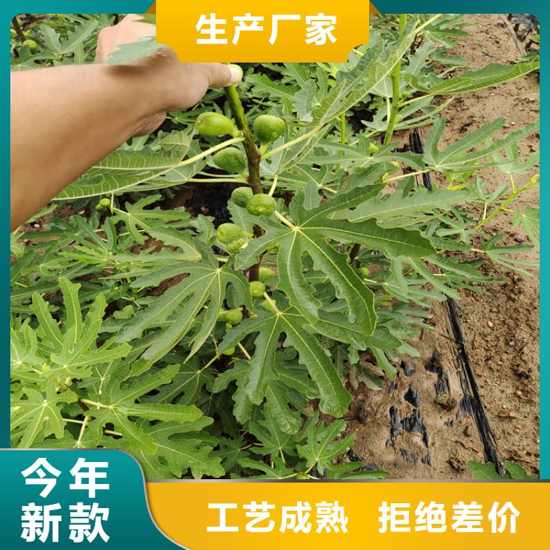 【无花果西瓜苗用品质赢得客户信赖】