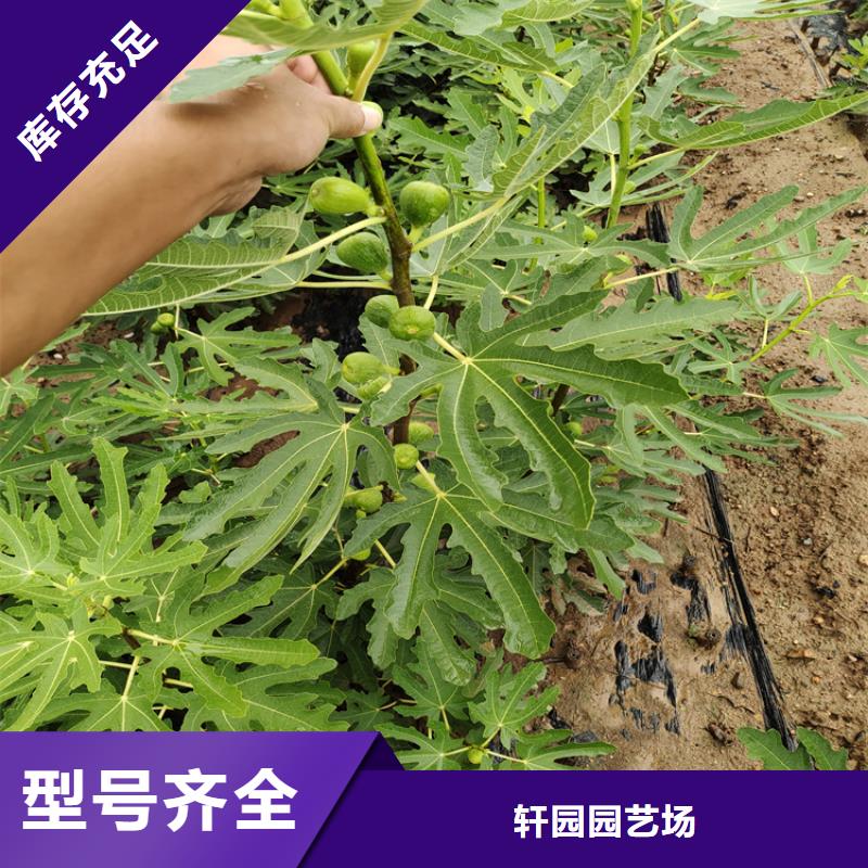 无花果,樱桃苗源头工厂量大优惠