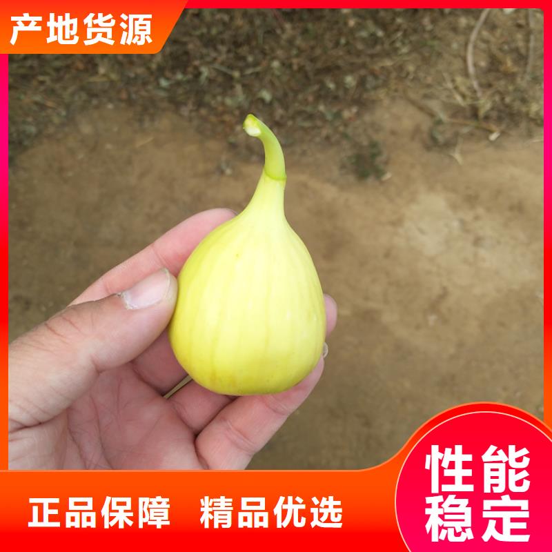 无花果樱桃苗24小时下单发货