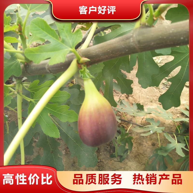 【无花果西瓜番石榴苗使用寿命长久】