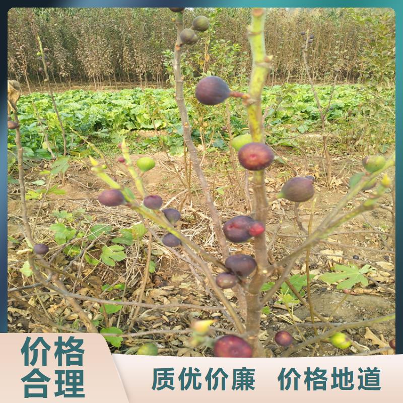 无花果【樱桃苗】好产品价格低