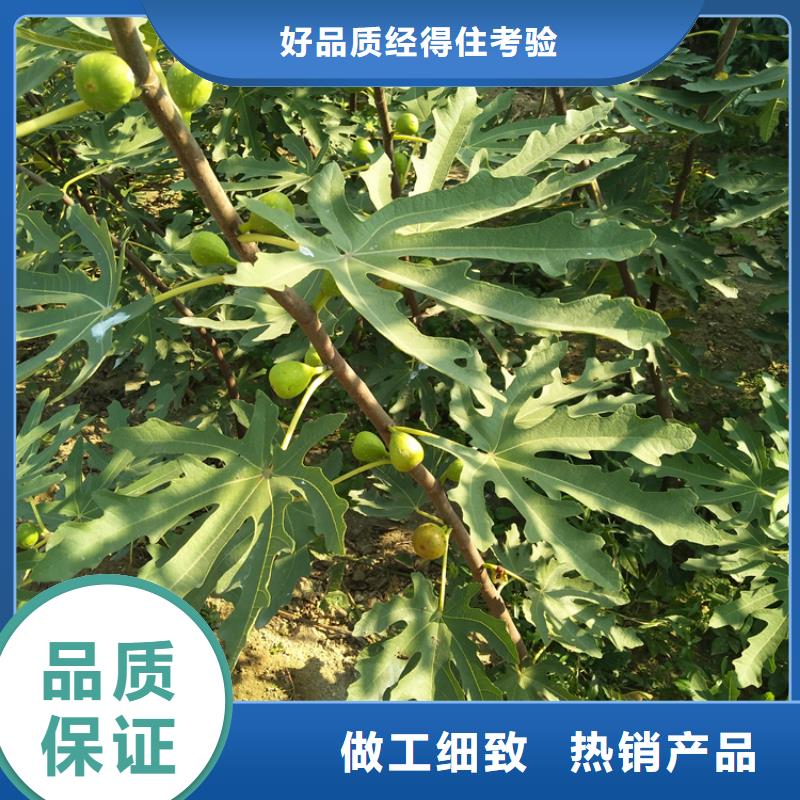 无花果,樱桃苗源头工厂量大优惠