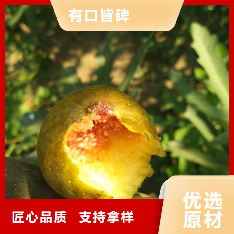 无花果蓝莓苗生产厂家