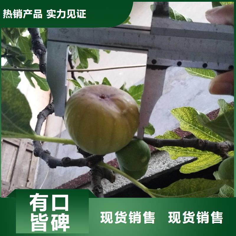 无花果樱桃苗24小时下单发货