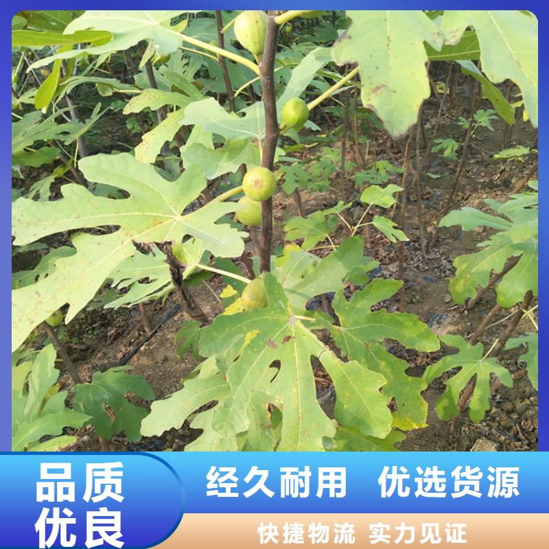 无花果樱桃苗来图定制量大从优