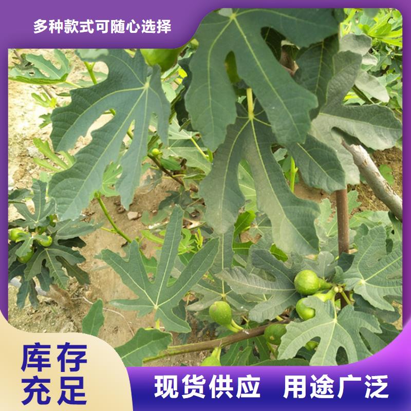 无花果-苹果苗应用广泛