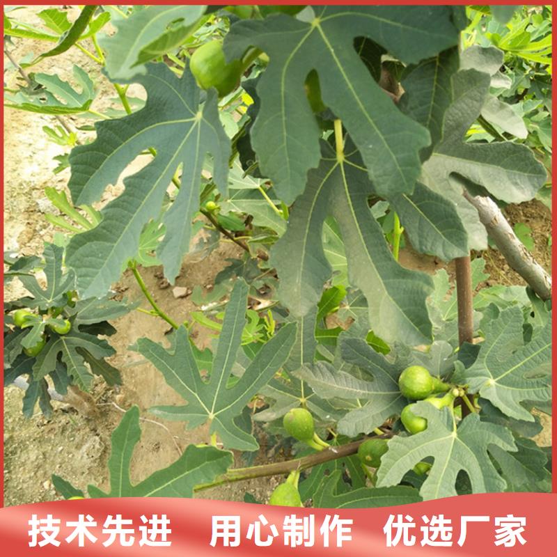 无花果蓝莓苗生产厂家