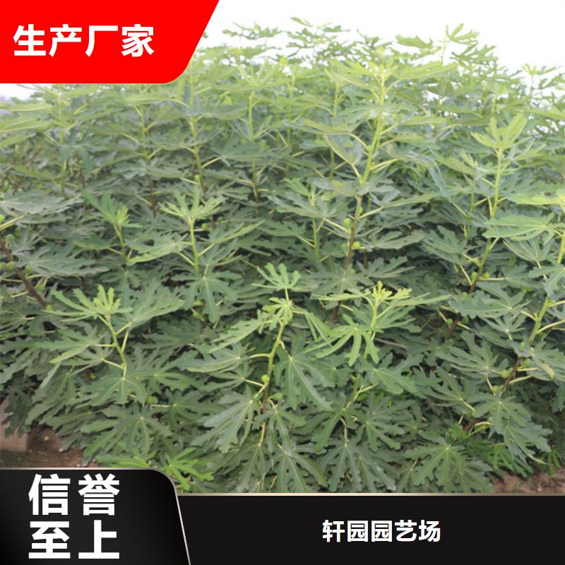 无花果樱桃苗来图定制量大从优