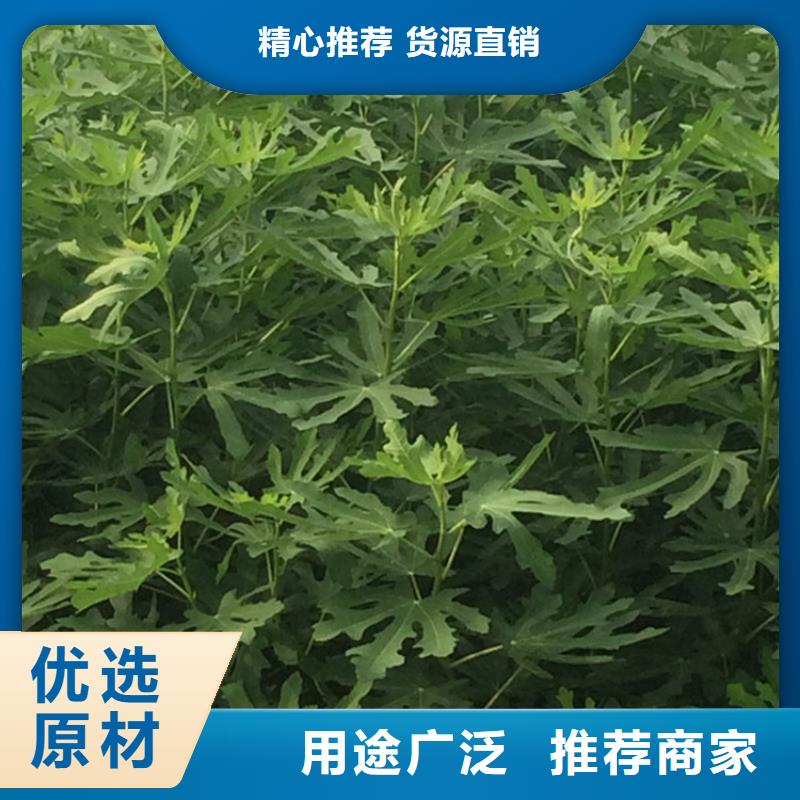 【无花果樱桃苗超产品在细节】