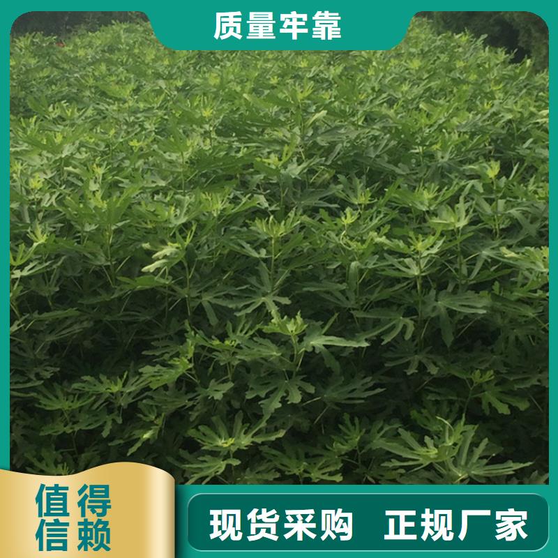 无花果-苹果苗应用广泛