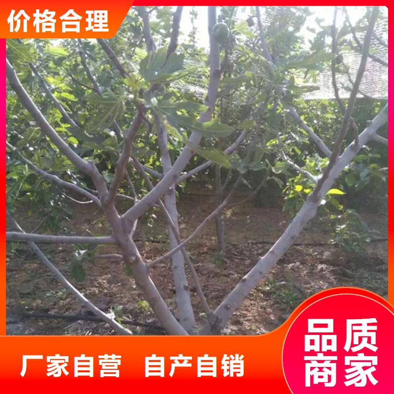 【无花果西瓜苗用品质赢得客户信赖】