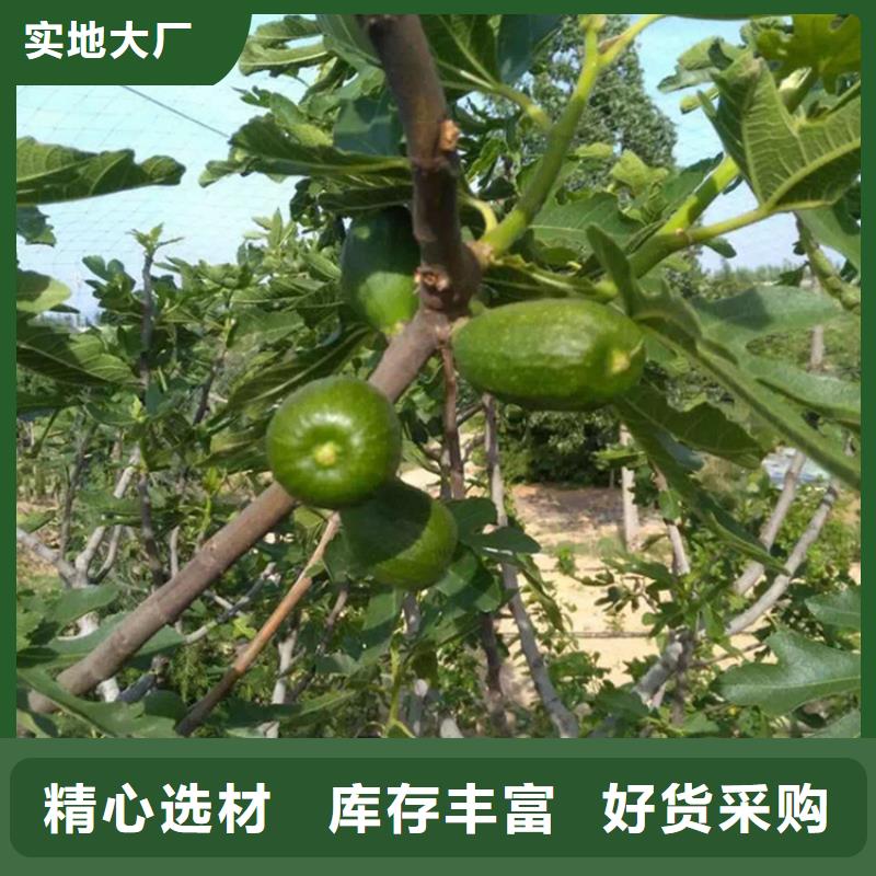 【无花果樱桃苗超产品在细节】