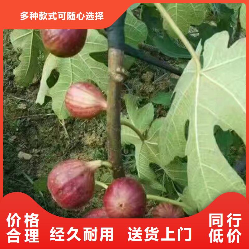 无花果蓝莓苗生产厂家