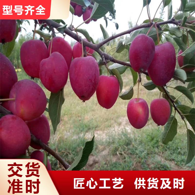 苹果-苹果苗真材实料加工定制