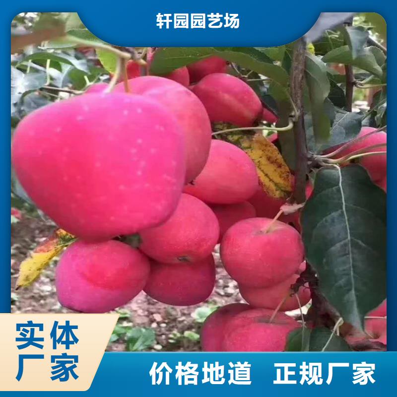 苹果【无花果苗】专注质量