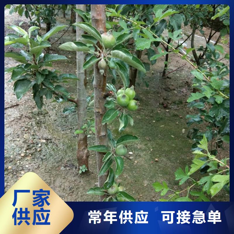 苹果-苹果苗真材实料加工定制