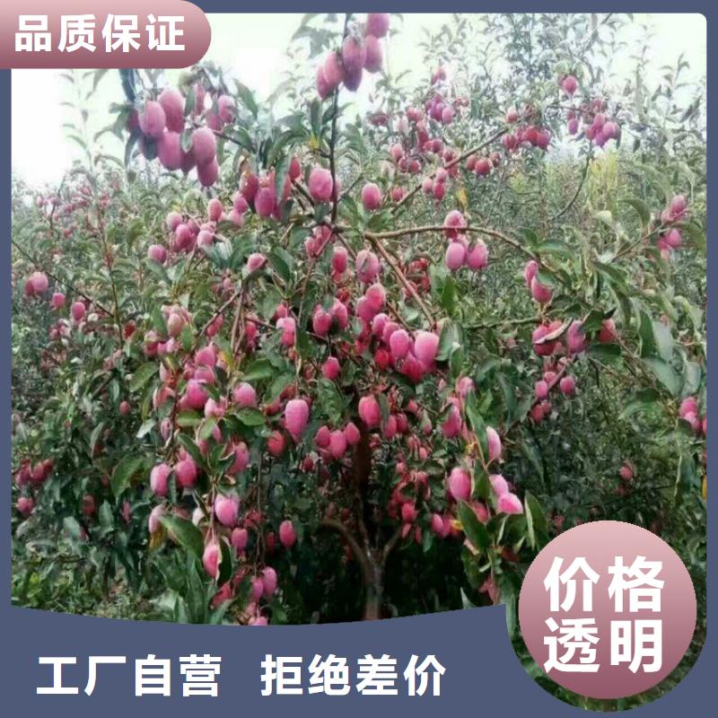 【苹果西瓜番石榴苗海量现货直销】