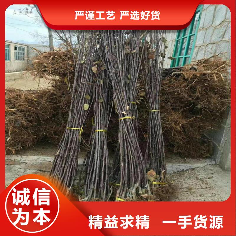 【苹果无花果苗品质优选】