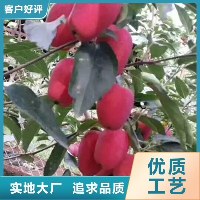 苹果【无花果苗】专注质量