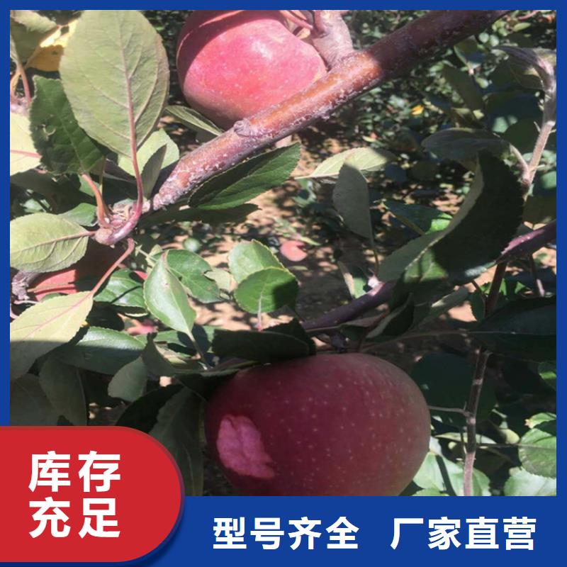 苹果-苹果苗真材实料加工定制