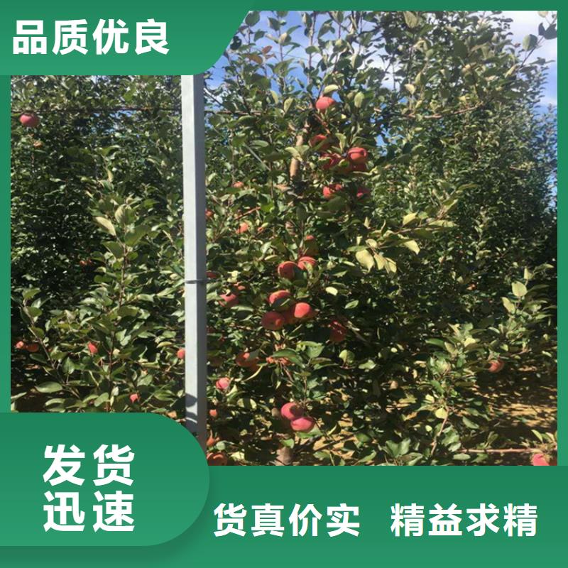 苹果【玛瑙红石榴苗】颜色尺寸款式定制