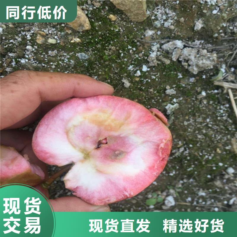 苹果北美冬青实力厂商