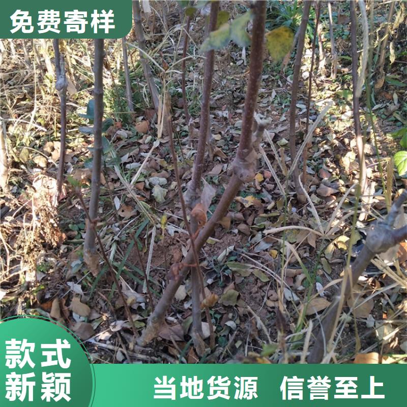 苹果,苹果苗细节决定品质