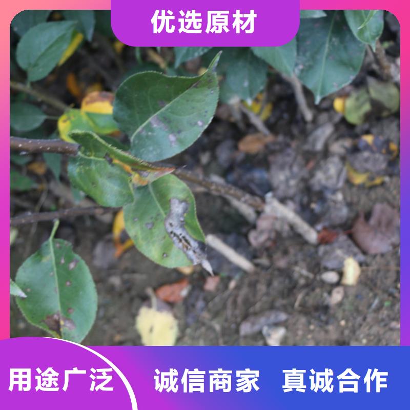 苹果-樱桃苗源厂直销