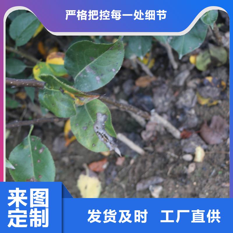 【苹果】苹果苗满足客户所需