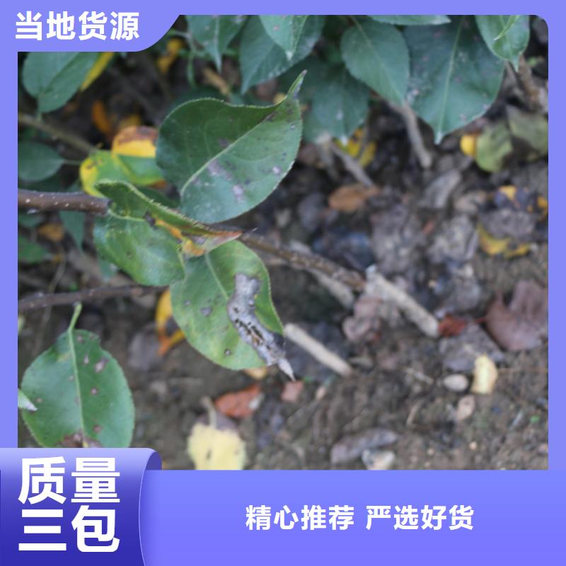 苹果-石榴树质量检测