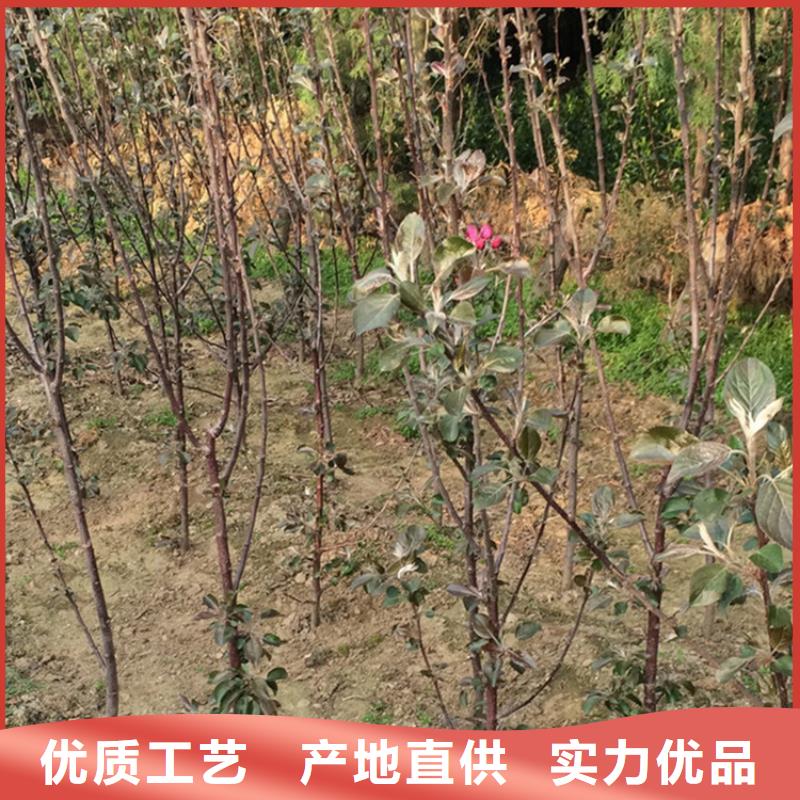 【苹果无花果苗品质优选】