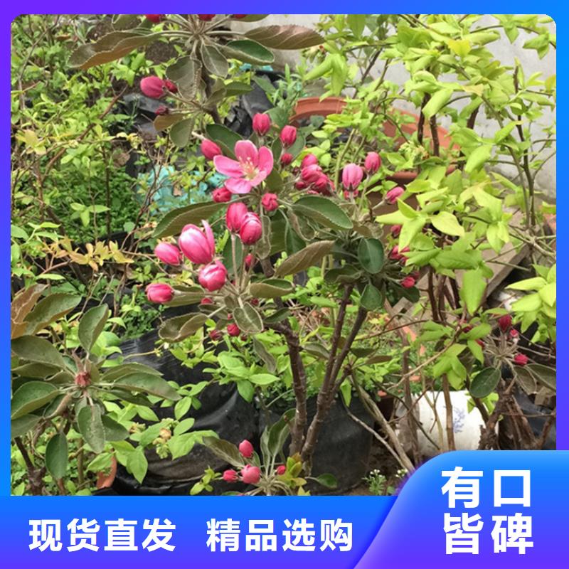 苹果红颜草莓现货销售