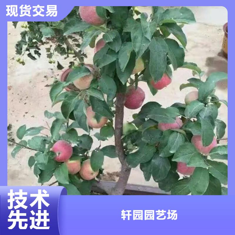 【苹果樱桃苗本地配送】