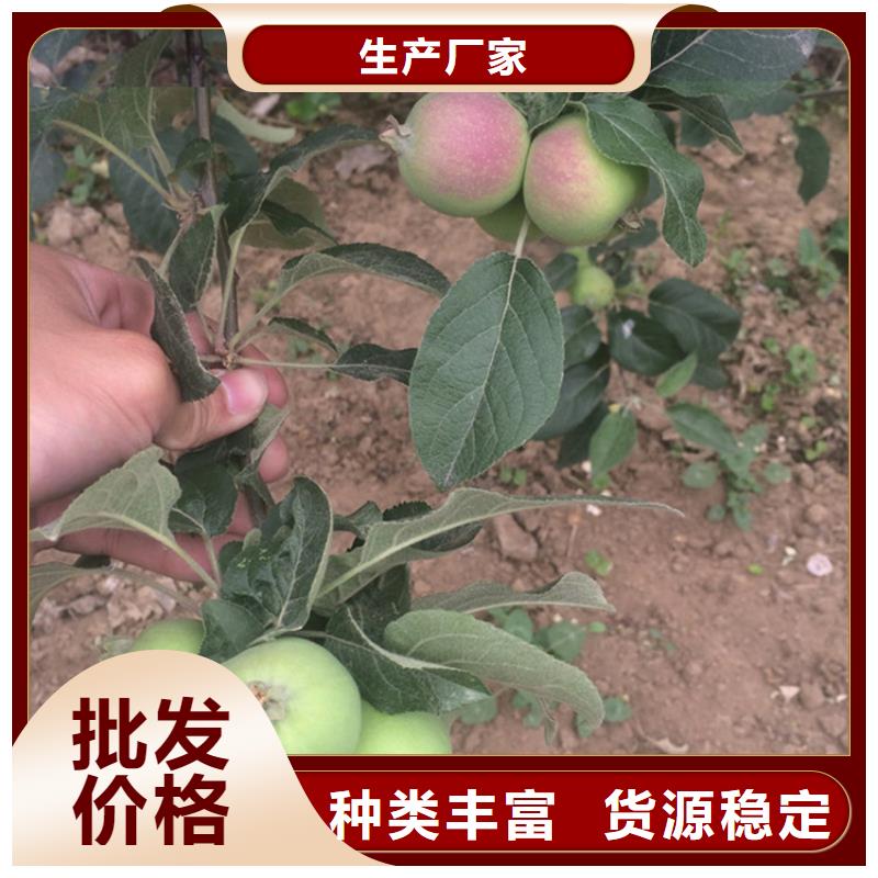 苹果【玛瑙红石榴苗】颜色尺寸款式定制