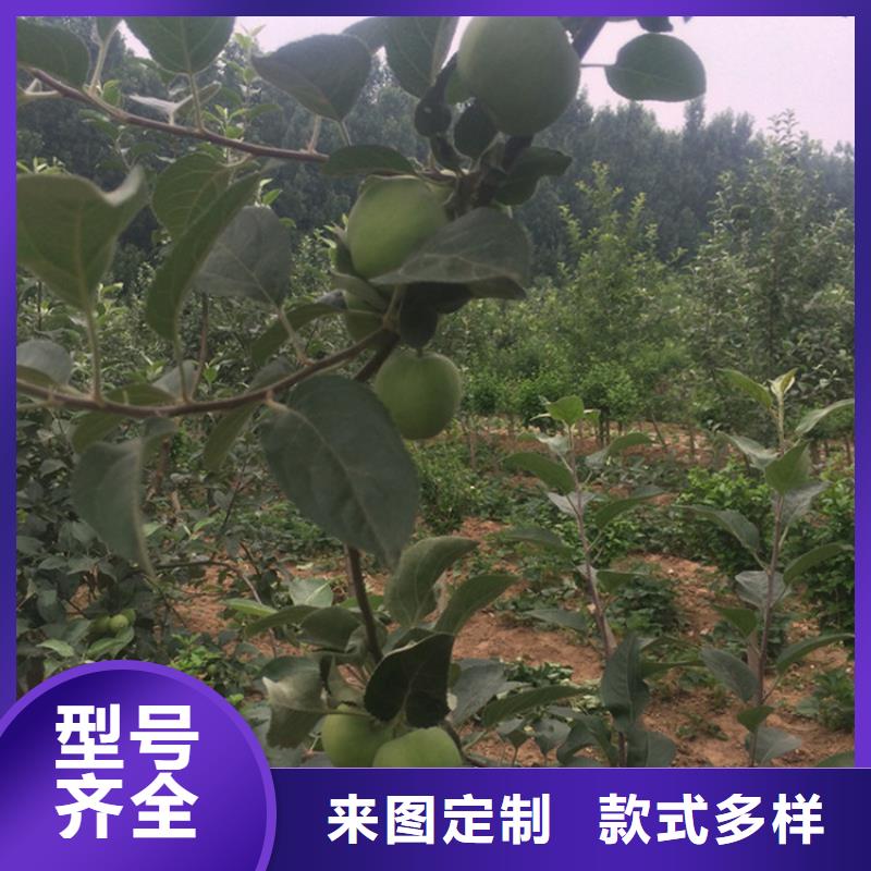 苹果-苹果苗真材实料加工定制