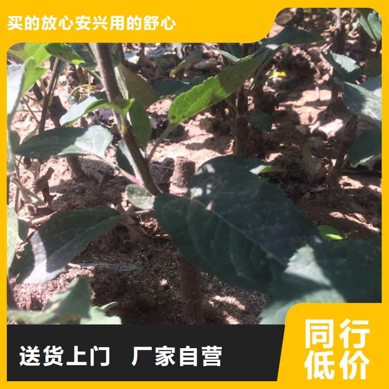 苹果【玛瑙红石榴苗】颜色尺寸款式定制