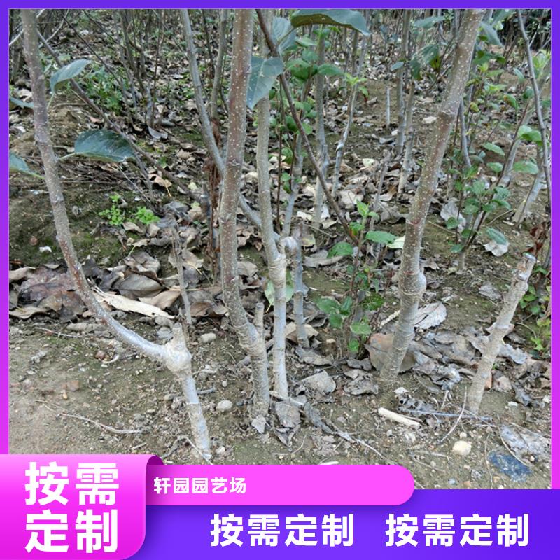 苹果-3公分石榴苗认准大品牌厂家