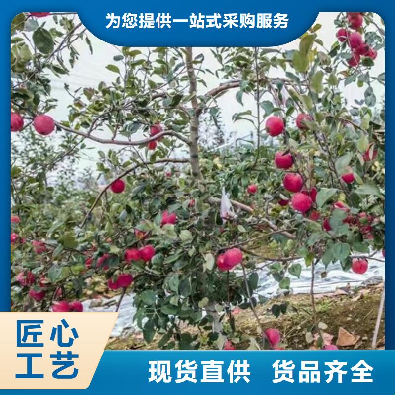 (轩园):【苹果】桃树苗支持定制批发交货准时-