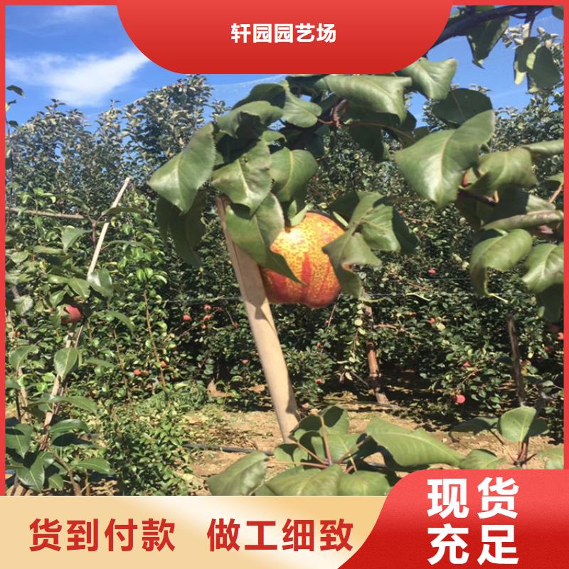 梨树苹果苗价格公道合理